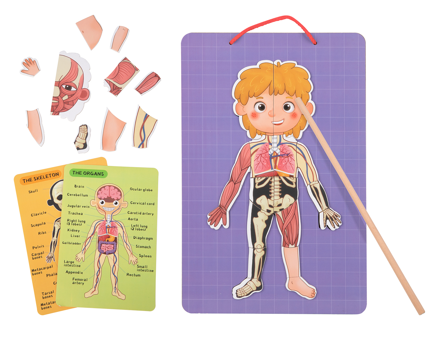 Magnetic Body Chart