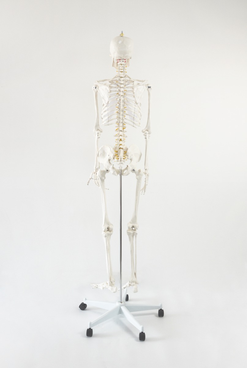 Human Skeleton Anatomical Model 180cm