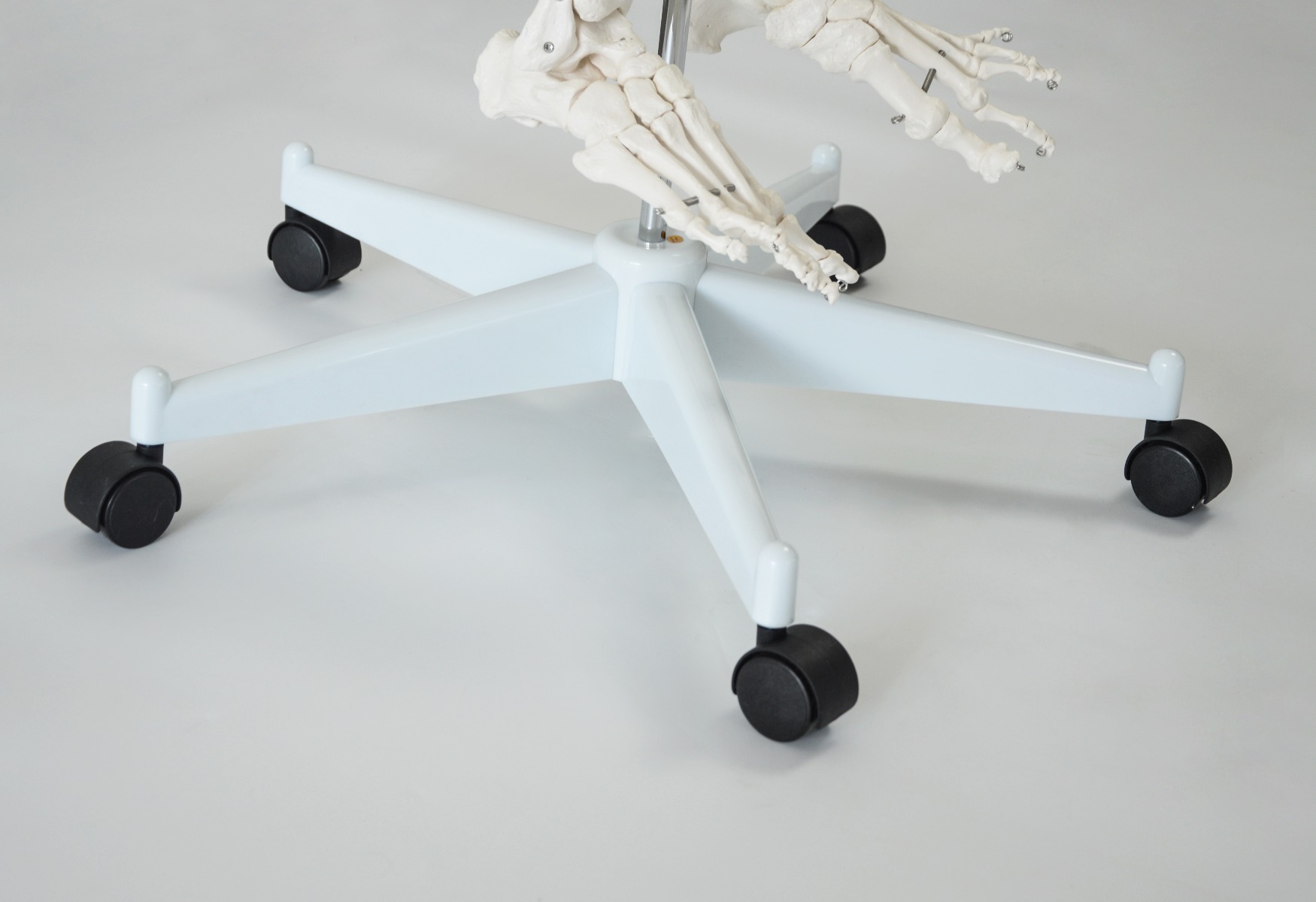 Human Skeleton Anatomical Model 180cm